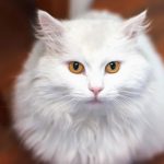 Gato angora turco raza