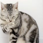 Gato american wirehair raza