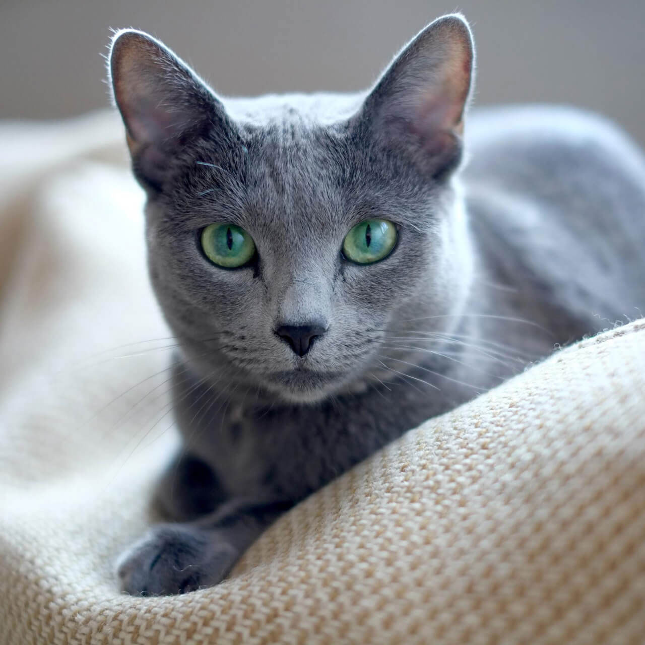 Gato azul ruso