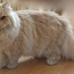 gato british longhair raza