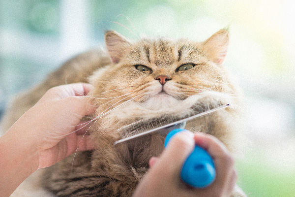 Cómo cepillar a tu gato
