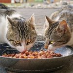 comida humeda para gatos 2