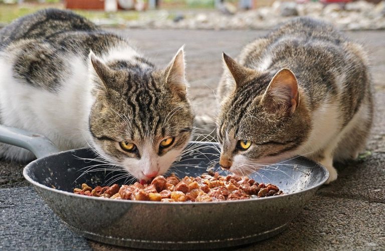 comida humeda para gatos 2