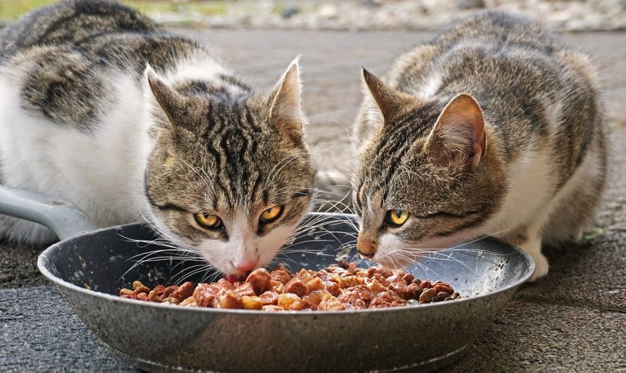 Comida húmeda para gatos