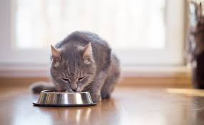 comida húmeda para gatos 1