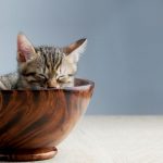 Gatos en miniatura