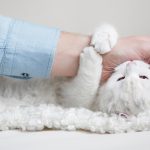 Cómo educar a un gato para que no muerda