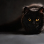 Significado de soñar con un gato negro