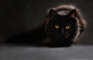 Significado de soñar con un gato negro