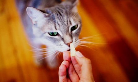 los gatos pueden comer queso