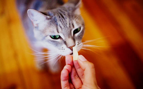 los gatos pueden comer queso