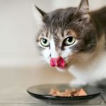 marcas de comida para gatos
