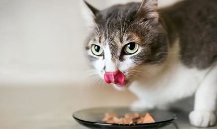 marcas de comida para gatos
