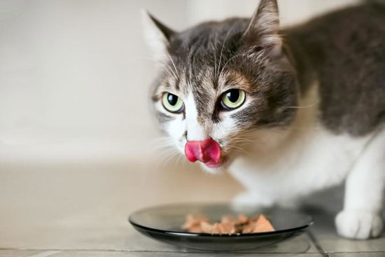 Variedades y marcas de alimentos para gatos