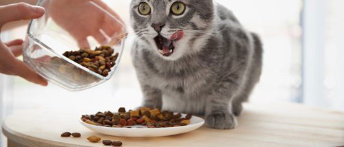 comida para gatos