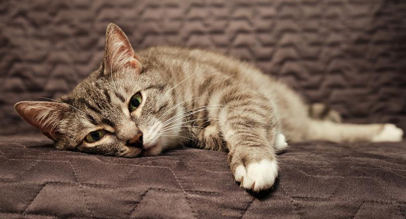 ¿Qué pasa si un gato tiene lombrices?