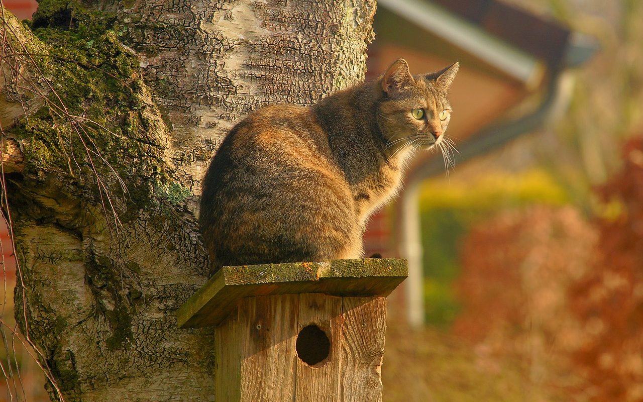 caseta para tu gato con madera