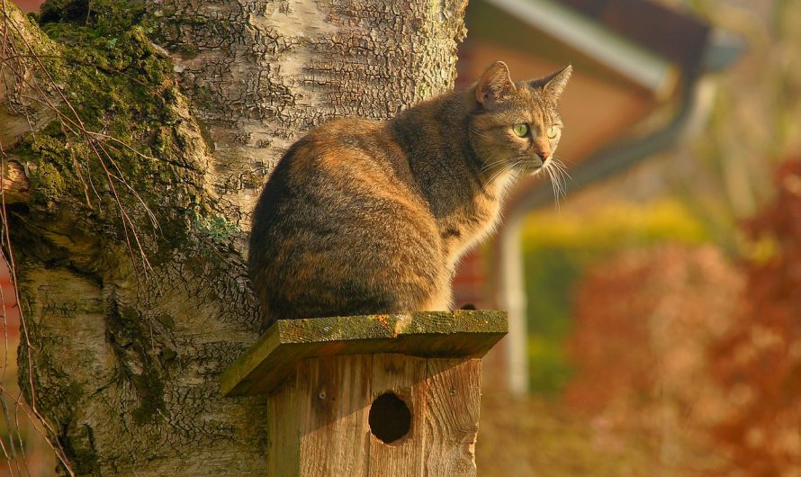 ¿Como construir una caseta para tu gato con madera?