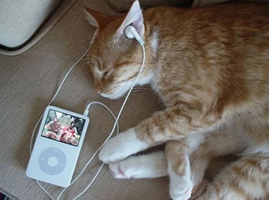 le gusta la música a los gatos