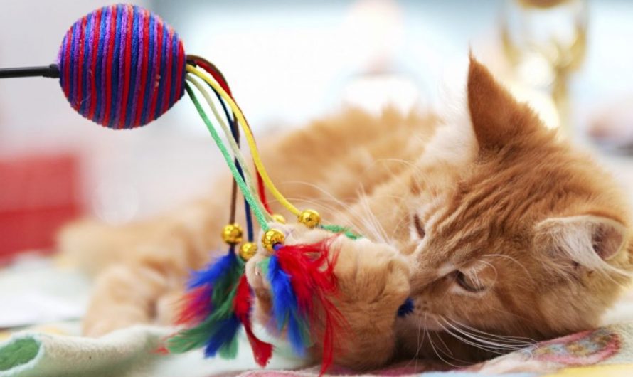 5 juguetes para gatos que no decepcionarán