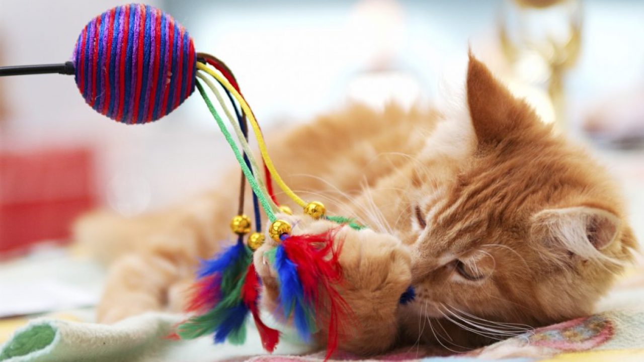 5 juguetes para gatos que no decepcionarán