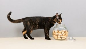 Mejores snacks saludables para gatos
