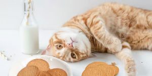 Tipos de snacks para gatos