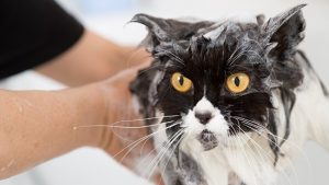 Cómo bañar a un gato