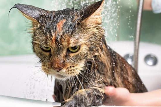 ¿Con qué jabón lavar a mi gato?