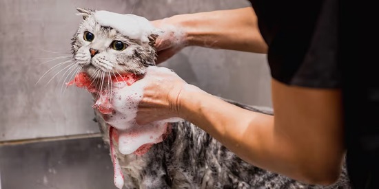 ¿Debo lavar a mi gato?